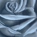 tattoo galleries/ - Charcoal - 35246